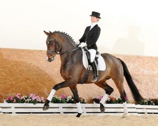 stallion Riccidoff (Hanoverian, 2005, from Riccione)