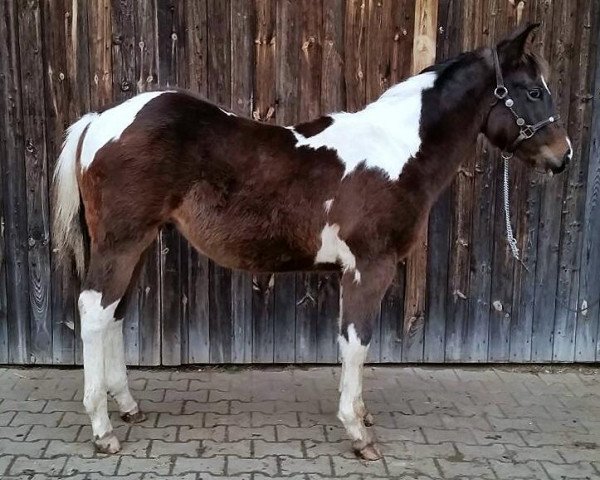 Pferd Jacks (Paint Horse,  , von GK Docs Lad)