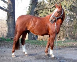 horse Artos FWH (Westphalian, 1994, from Artwig)