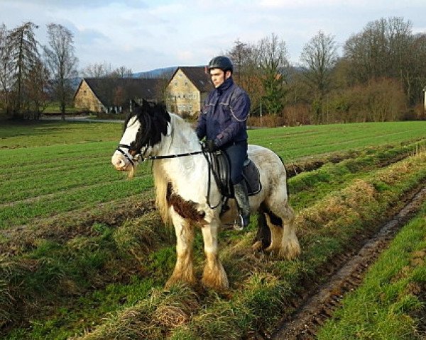 Pferd Mary (Tinker / Irish Cob / Gypsy Vanner, 2007)