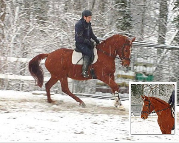 broodmare Wega (Hanoverian, 2000, from Weltmeyer)