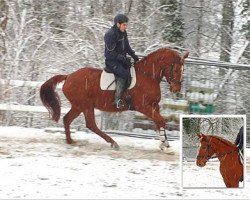 broodmare Wega (Hanoverian, 2000, from Weltmeyer)