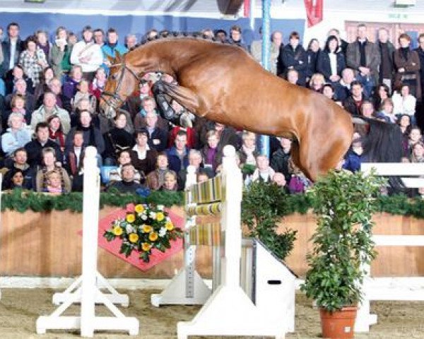 stallion Last Mans Hope (Oldenburg show jumper, 2007, from Last Man Standing)