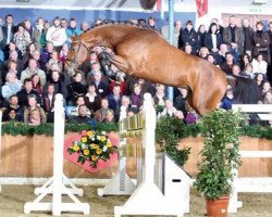 stallion Last Mans Hope (Oldenburg show jumper, 2007, from Last Man Standing)