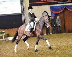 stallion Desperando 2 (Hanoverian, 2009, from Desperados FRH)