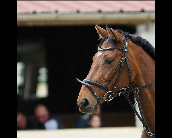 Zuchtstute Lillibeth (Hannoveraner, 2002, von Landclassic)