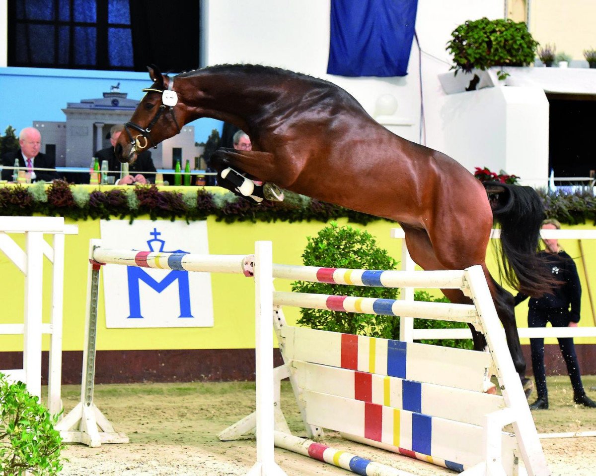 stallion Conbassy (Hanoverian, 2012, from Contendro I)