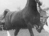 stallion Robijn (Gelderland, 1952, from Graaf van Wittenstein)