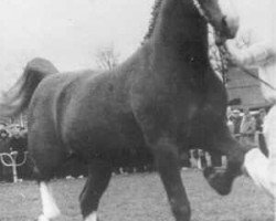 stallion Robijn (Gelderland, 1952, from Graaf van Wittenstein)