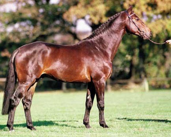 Pferd Murano (KWPN (Niederländisches Warmblut), 1994, von Burggraaf)