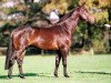 horse Murano (KWPN (Royal Dutch Sporthorse), 1994, from Burggraaf)