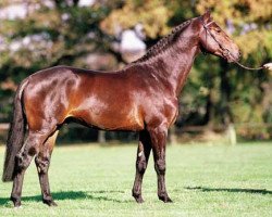 jumper Murano (KWPN (Royal Dutch Sporthorse), 1994, from Burggraaf)