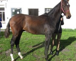 dressage horse Hengst (Oldenburg, 2013, from Bretton Woods)