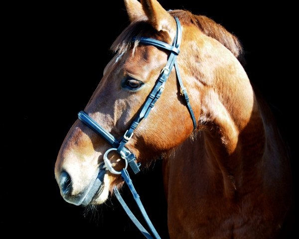 horse Frederico (Hanoverian, 1999, from Federweisser)