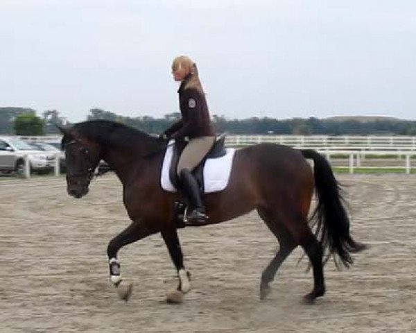 broodmare Rania (Oldenburg, 2008, from Swarovski)