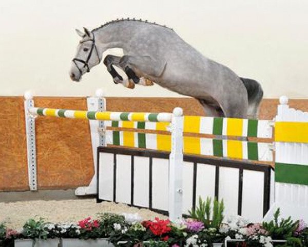 stallion Chilensky Jra (Oldenburg show jumper, 2009, from Chintan)