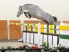 stallion Chilensky Jra (Oldenburg show jumper, 2009, from Chintan)