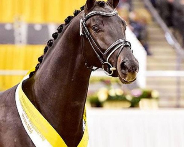 stallion Quitoll (Hanoverian, 2012, from Quite Rubin)