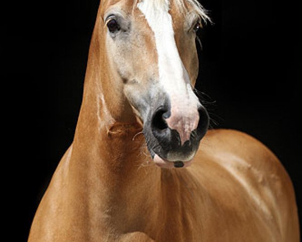 Pferd Quent (Haflinger, 2001, von Star (6,25% ox))