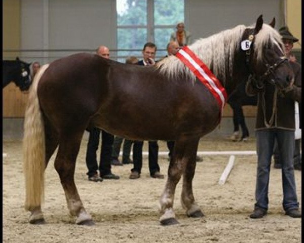 horse Ginzberg Diamant XIV (Noric,  , from Gulden Diamant XIII)