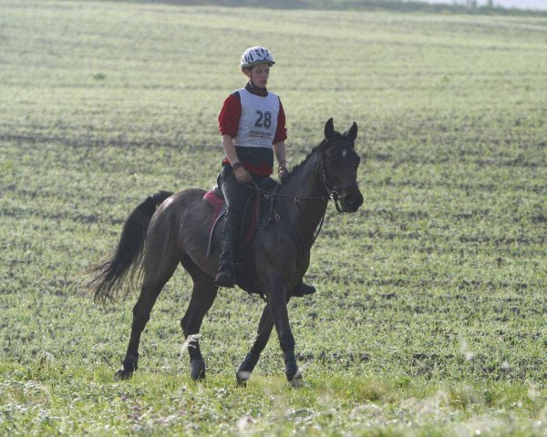 horse Taskat ox (Arabian thoroughbred, 1989, from Arccus 1983 ox)