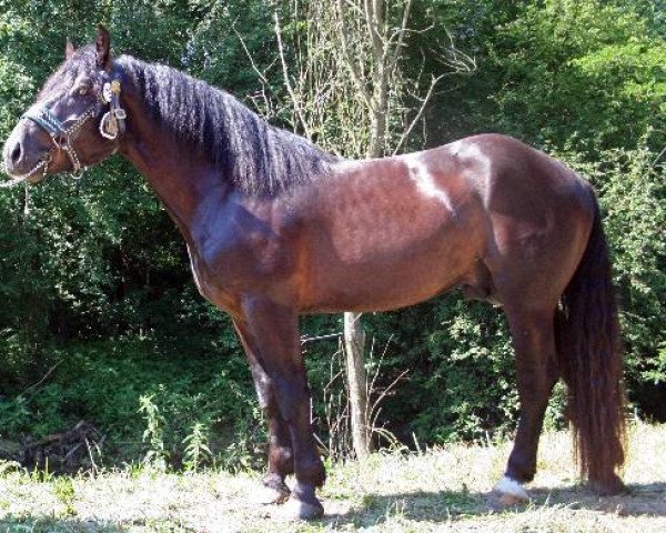 Pferd Figo Elmar XIV (Noriker,  , von Franz Elmar XIII)