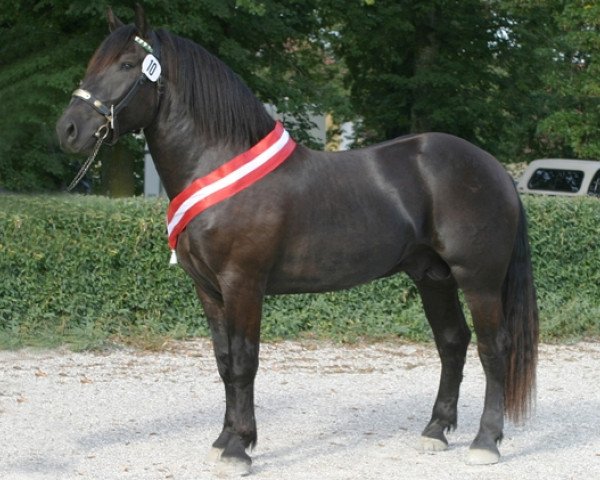 Pferd Famos Elmar XIV (Noriker,  , von Franz Elmar XIII)