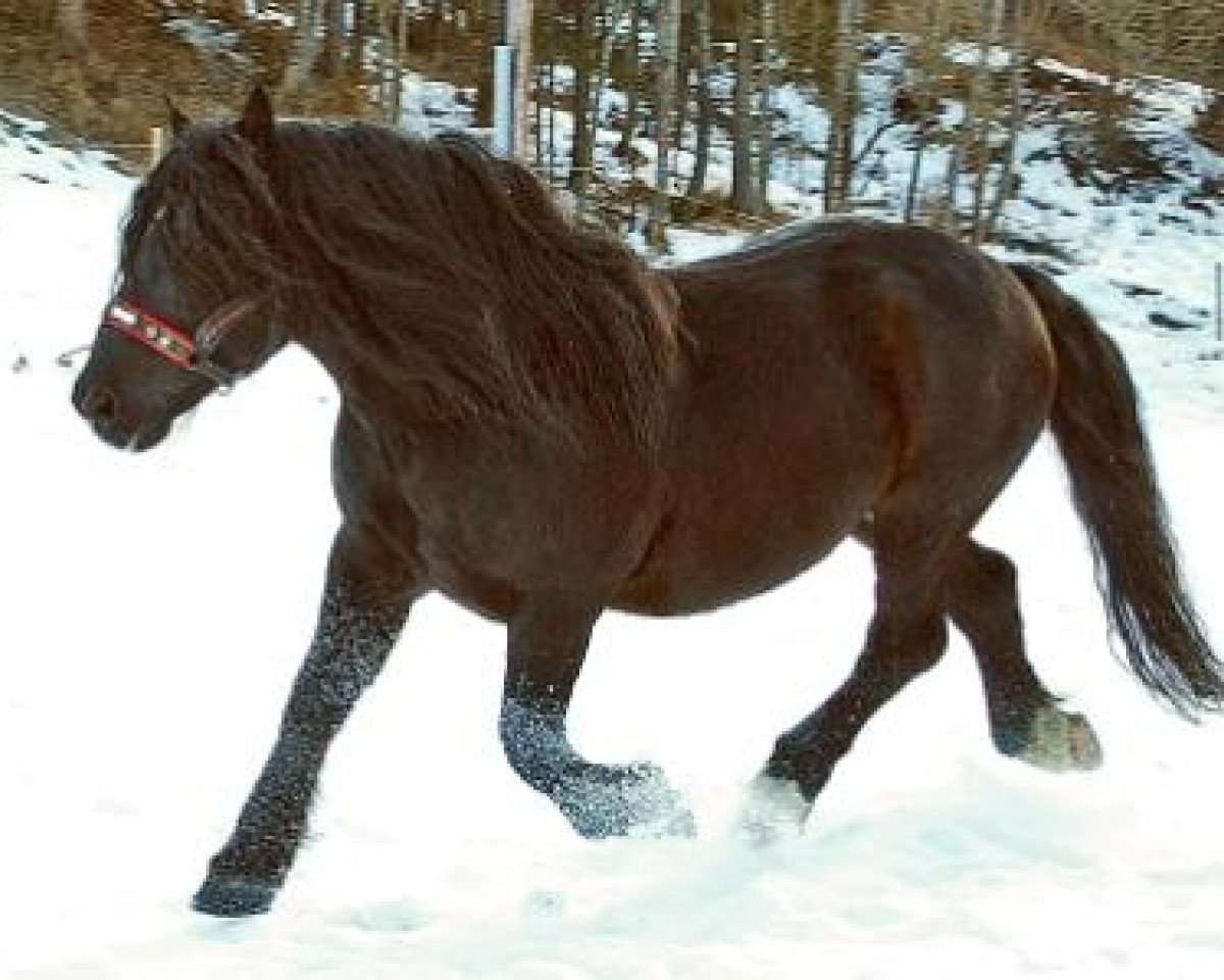 Pferd Ettinger Nero XII (Noriker,  )