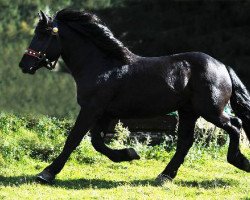 Pferd Edelstein Nero XIII (Noriker,  , von Edelweiß Nero XII)