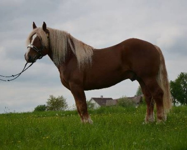 Pferd Babylon Nero XV (Noriker,  , von Berghall Nero)