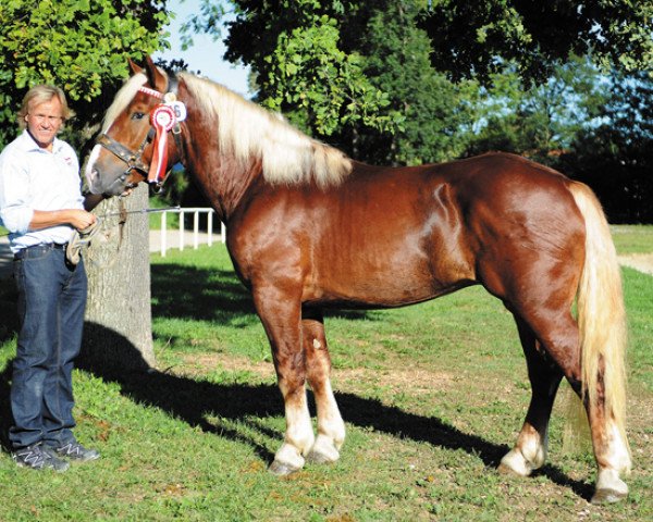 Deckhengst Aragon Nero XI (Noriker, 2009, von Arthus Nero X)