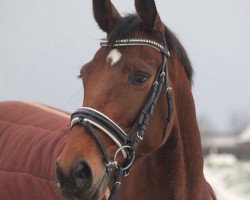 broodmare Florett Deluxe (Hanoverian, 2008, from First Dance)