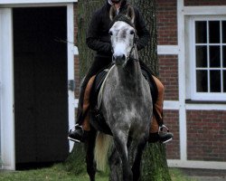 broodmare Marielle CF ox (Arabian thoroughbred,  , from Navodchik ox)