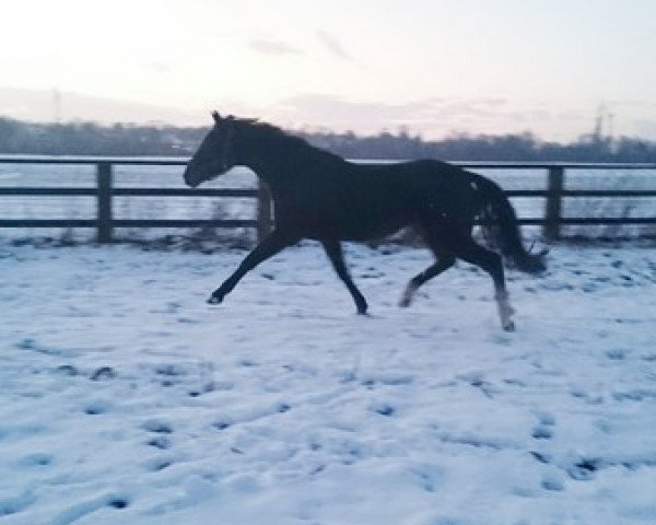 broodmare Lovely (Hanoverian, 2012, from Bonard de Charry)