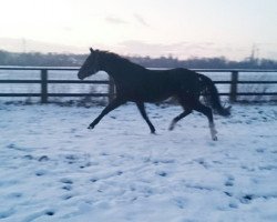 broodmare Lovely (Hanoverian, 2012, from Bonard de Charry)