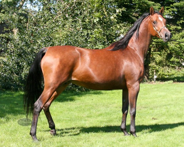 broodmare Exotic Pure ox (Arabian thoroughbred, 1998, from Koronec ox)