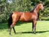 broodmare Exotic Pure ox (Arabian thoroughbred, 1998, from Koronec ox)