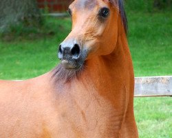 broodmare Nirvana ox (Arabian thoroughbred, 1997, from Chocolate Fix ox)