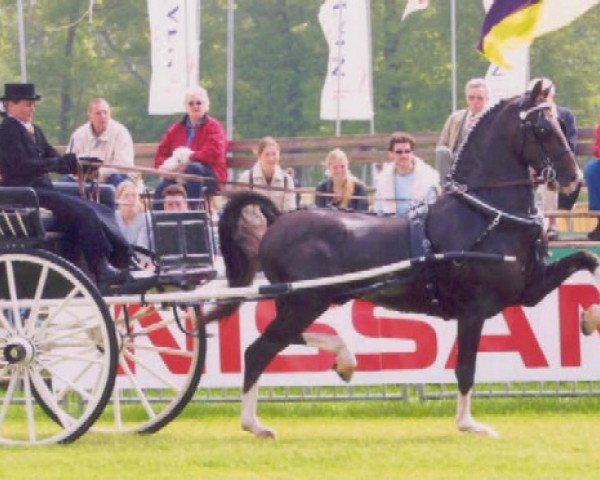 Pferd Manno (Koninklijk Warmbloed Paardenstamboek Nederland (KWPN), 1994, von Fabricius)