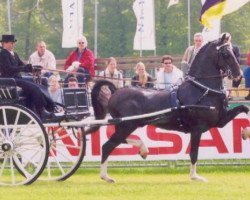 Deckhengst Manno (KWPN (Niederländisches Warmblut), 1994, von Fabricius)