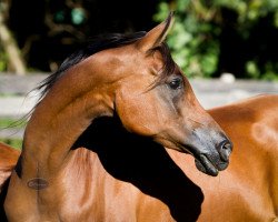 broodmare Mara ox (Arabian thoroughbred, 2001, from Marsin ox)