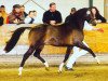 stallion Woldhoeve's Silco (Nederlands Welsh Ridepony, 2000, from Wester Aikema's Adios)