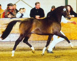 Deckhengst Woldhoeve's Silco (Nederlands Welsh Ridepony, 2000, von Wester Aikema's Adios)