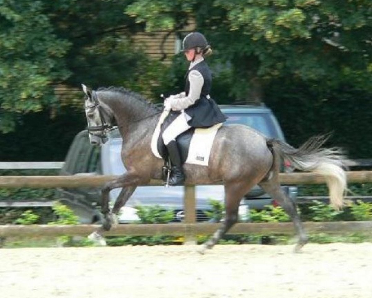 dressage horse Brouwershaven's Joost (Nederlands Welsh Ridepony, 2005, from Woldhoeve's Silco)