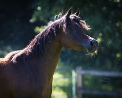 broodmare Maharani CF ox (Arabian thoroughbred, 2007, from Psytadel 1998 ox)