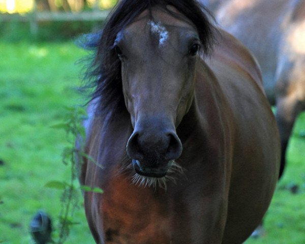 horse Majeedah CF ox (Arabian thoroughbred, 2011, from WH Justice ox)
