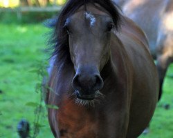 horse Majeedah CF ox (Arabian thoroughbred, 2011, from WH Justice ox)