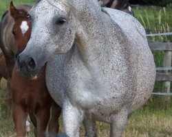 broodmare Kubina ox (Arabian thoroughbred, 1996, from Vympel 1983 ox)