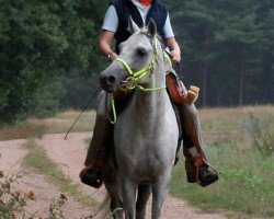 stallion Navodchik ox (Arabian thoroughbred, 1994, from Drug 1985 ox)