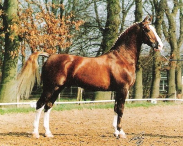 stallion Bazuin 83.54 (Gelderland, 1983, from Satelliet 282)